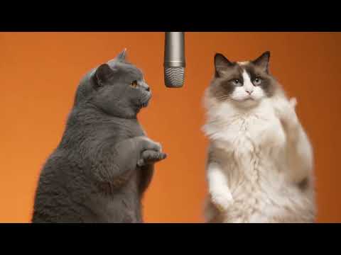 A grey British Shorthair and a fluffy Ragdoll cat standing up to rap